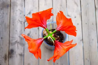 朱顶红,孤挺花,大头兰,紫根兰,花卉,红色花朵花盆花