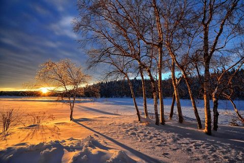 日落，冬天，雪，冷，树木，桦木，自然