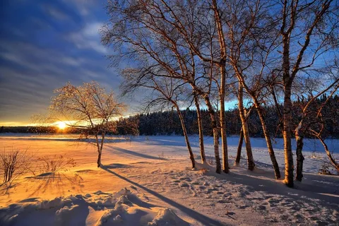 日落，冬天，雪，冷，树木，桦木，自然
