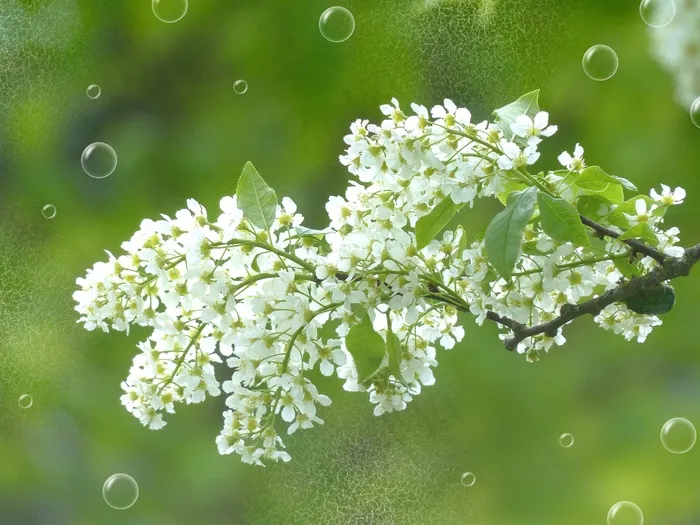 葡萄开花，开花，枝杈，白，树