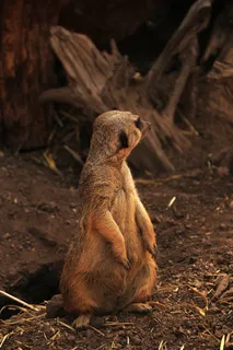 Suricate,猫鼬,非洲,非洲动物 Suricate,猫鼬,非洲,非洲动物
