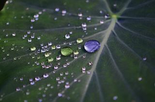 叶，多彩，绿色，宏，性质，拖放，滴眼液