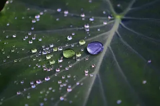 叶，多彩，绿色，宏，性质，拖放，滴眼液