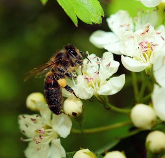 苹果花，苹果树，蜜蜂，宏，授粉
