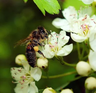 苹果花，苹果树，蜜蜂，宏，授粉