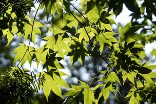 叶子，抽象，绿色枫叶，秋天的落叶