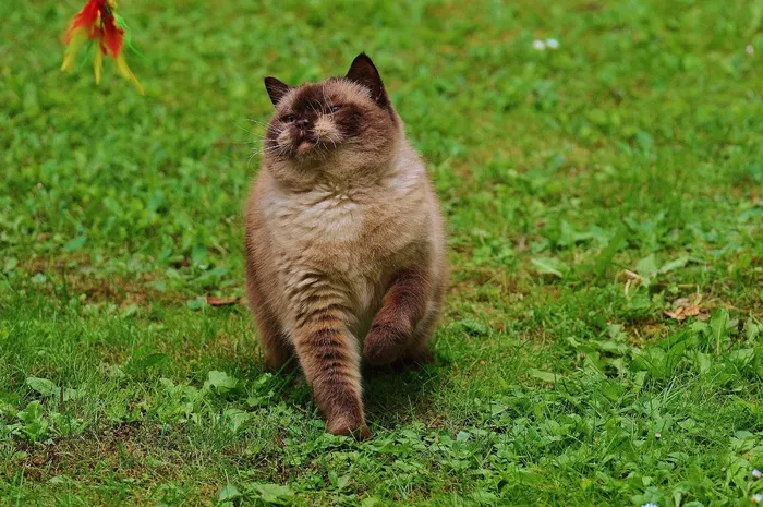 猫，英国短毛猫，戏剧，米氏，纯种，亲爱的