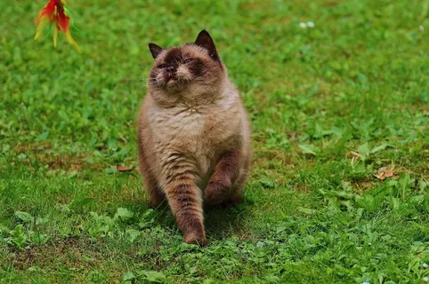 猫，英国短毛猫，戏剧，米氏，纯种，亲爱的