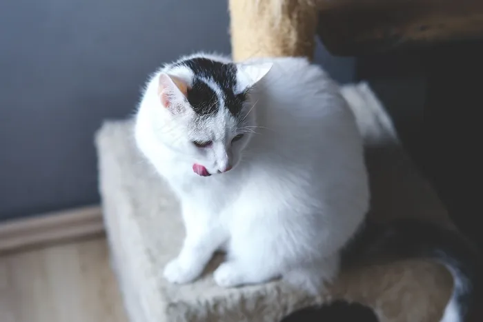 小狗,京巴犬,布偶猫,白鼬,猫,白猫