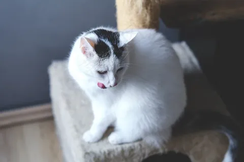 小狗,京巴犬,布偶猫,白鼬,猫,白猫 小狗,京巴犬,布偶猫,白鼬,猫,白猫