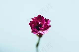 粉色，花，自然