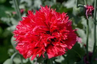 康乃馨，花，开花，盛开，观赏植物