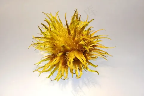 榛树，作物，秋季