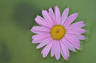 雏菊，花，植物，花园，复合材料，白色，详细信息