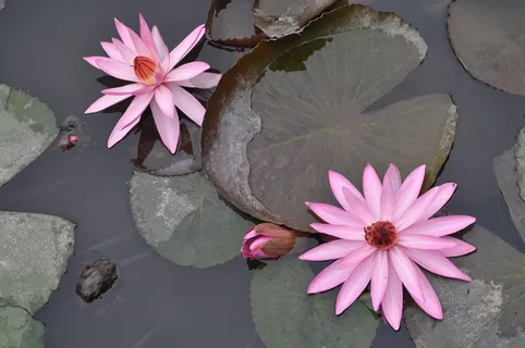 睡莲,池塘,越南,粉红色睡莲,开花 睡莲,池塘,越南,粉红色睡莲,开花