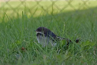 Schwalbe，幼鸟，巢凳，幼燕，动物