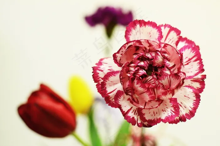 花，开花，束，装饰，季节性，新鲜