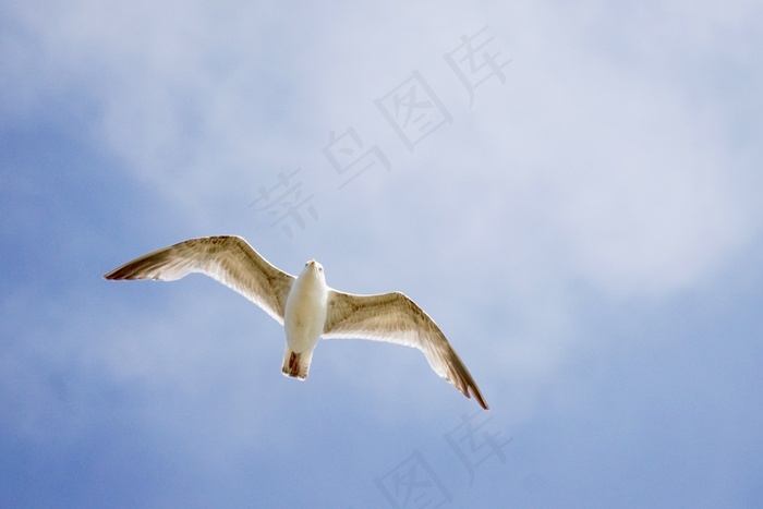 海鸥，鸟，从底部，飞行，飞，海岸