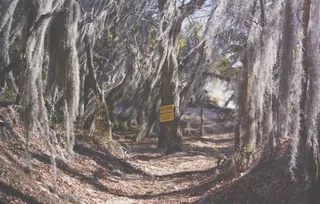 苔，树木，森林，自然，环境，林地