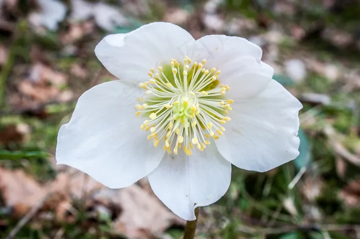 圣诞玫瑰，海葵布兰达，冬蓝