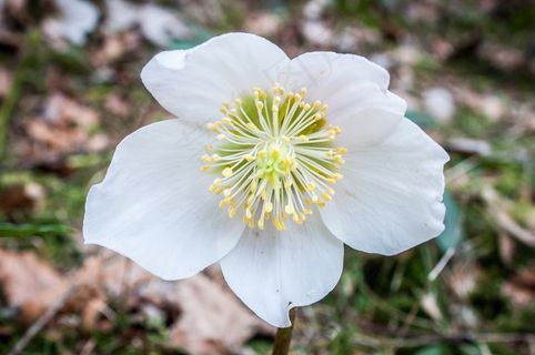 圣诞玫瑰，海葵布兰达，冬蓝