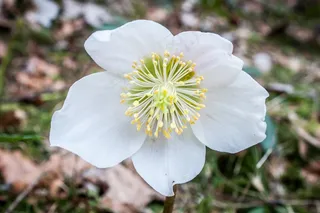 圣诞玫瑰，海葵布兰达，冬蓝