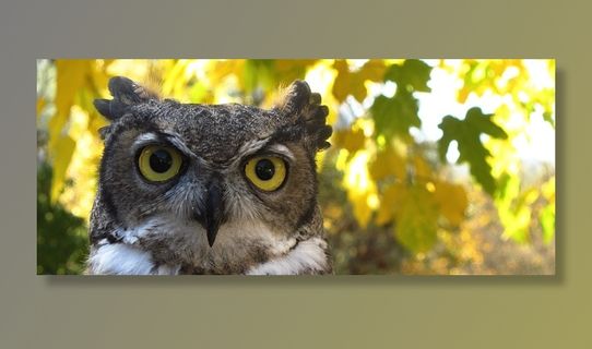 猫头鹰，猛禽，秋天的颜色，黄色，自然