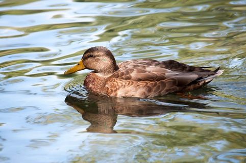 鸟，水，自然，动物，绿头鸭，飞行，日耳曼