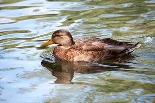 鸟，水，自然，动物，绿头鸭，飞行，日耳曼