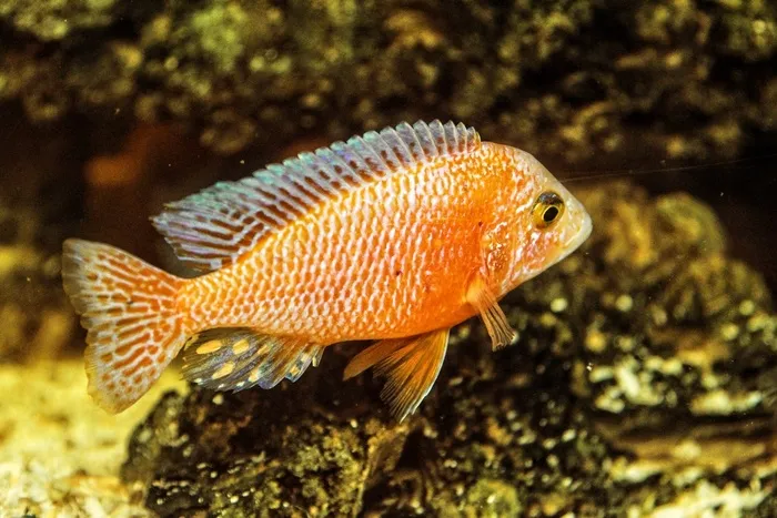 水族馆，玩具，鱼，淡水鱼，鲈鱼
