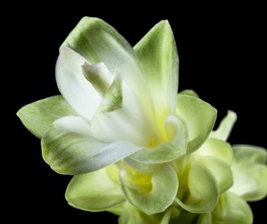 花，开花，白，绿色，关闭，花瓣