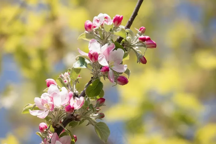 苹果花，苹果树，芽，粉红色，春天，开花