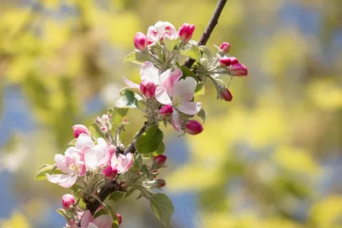 苹果花,苹果树,芽,粉红色,春天,开花 苹果花,苹果树,芽,粉红色,春天,开花