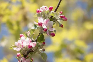 苹果花，苹果树，芽，粉红色，春天，开花