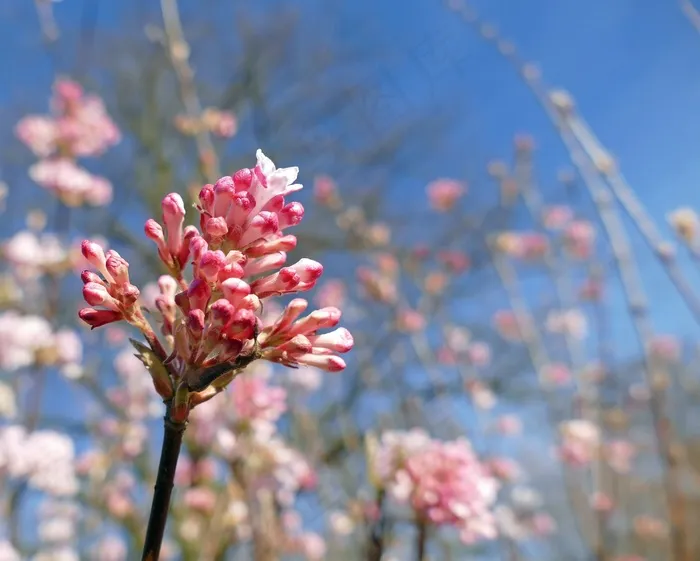 香冬季雪球，忍冬科，花