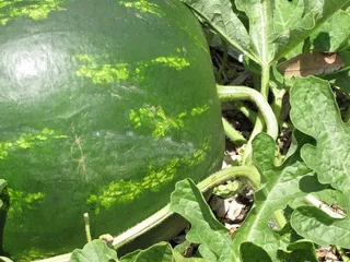 西瓜,石莱西瓜,树,地雷瓜,甜瓜,starr-120722-9796-Citrullus Lanatus-fruit_on_vine-Hawea_Pl_Olinda-Maui