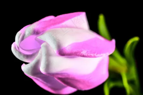 花，开花，粉红色，白，关闭