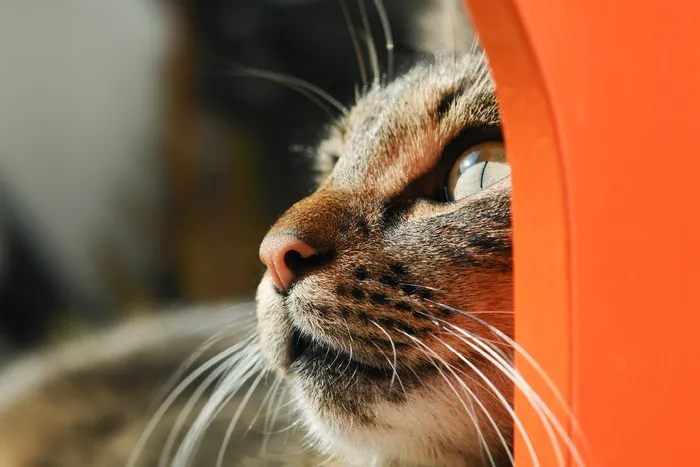 猫，宠物，动物，可爱，小猫，肖像，晶须