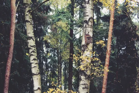 森林,树木,桦木,秋,性质,景观 森林,树木,桦木,秋,性质,景观