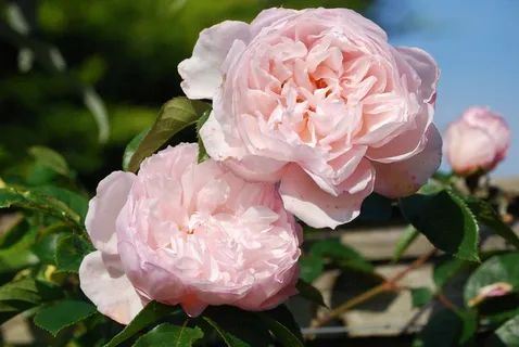 玫瑰,粉红色,花,美丽,香 玫瑰,粉红色,花,美丽,香