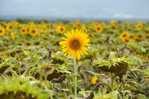 向日葵田，向日葵，花的，鲜花，植物