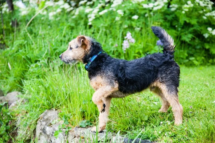莱克兰梗，狗，小猎犬，谱系，可爱，小狗