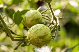 番茄，花园，绿色，生长，业余爱好，食品，蔬菜