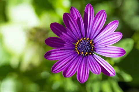 雏菊,紫色的花,紫色,花,性质,花的 雏菊,紫色的花,紫色,花,性质,花的