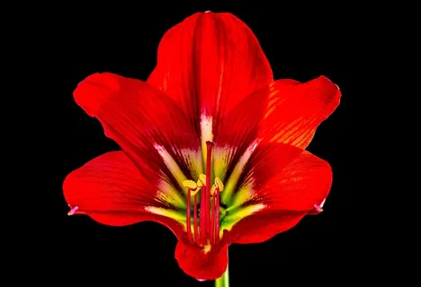 开花，花，红色