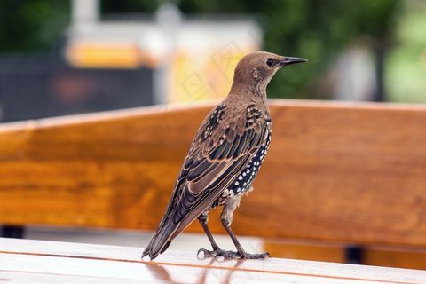 星，鸟，自然，鸣鸟