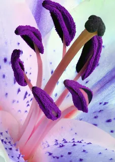 百合,雄蕊,花粉,花,性质,植物,雄蕊 百合,雄蕊,花粉,花,性质,植物,雄蕊
