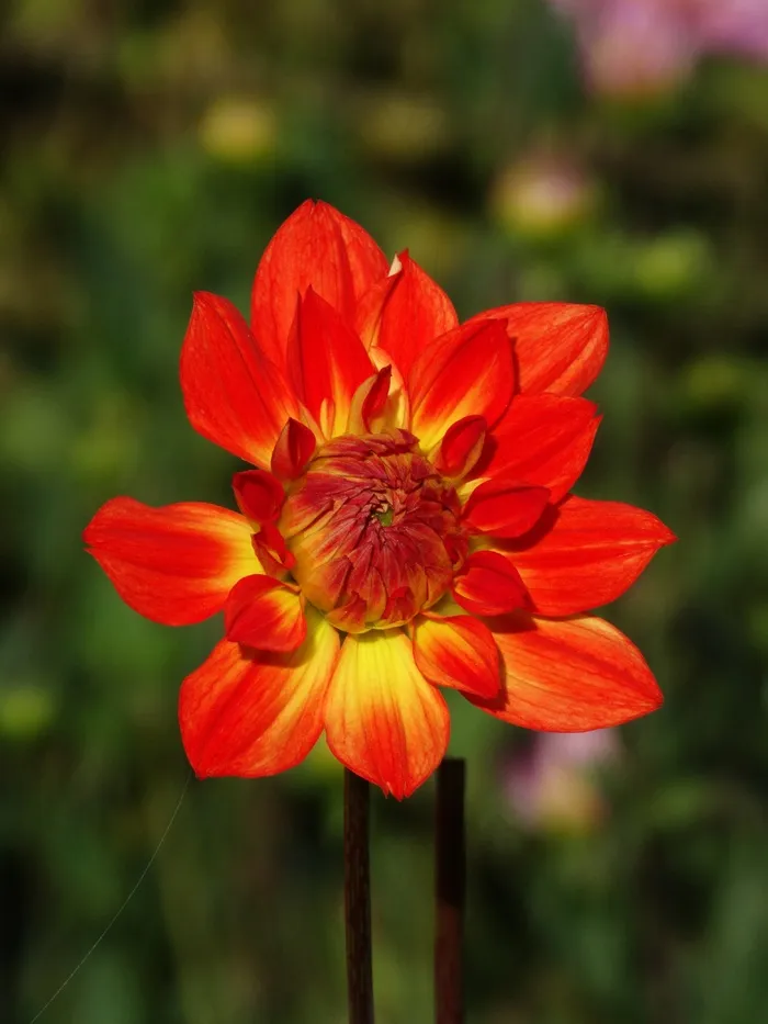 大丽花，花，开花，红色，黄色，花蕾