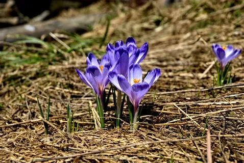 塔特里，科希切利斯卡山谷，冬季，春季，旅游