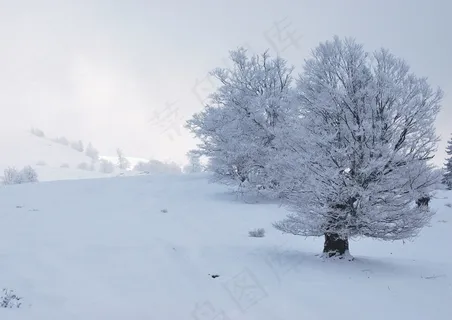 树,雪域,冬天,荒野,白 树,雪域,冬天,荒野,白